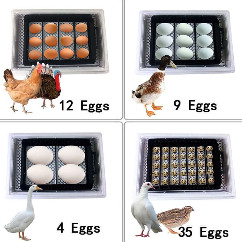 Automatic Eggs Incubator For Hatching Chicken Eggs - Chicken Egg Incubator
