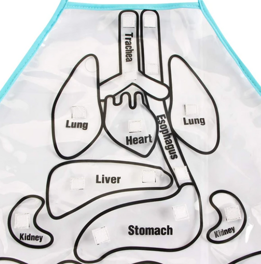 3D Human Organ Apron Toy